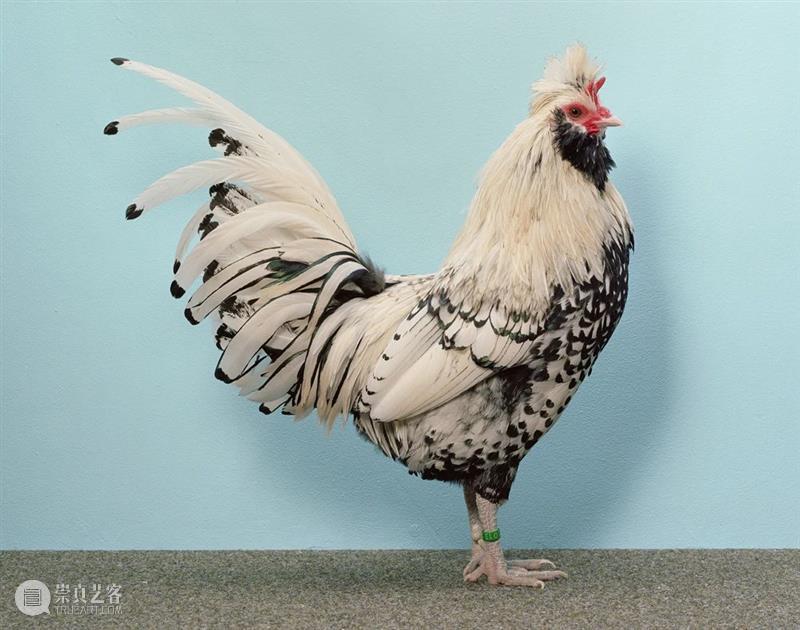 克里斯托弗·威廉姆斯(Christopher Williams)| 卓纳艺术家简介 卓纳画廊DavidZwirner 崇真艺客
